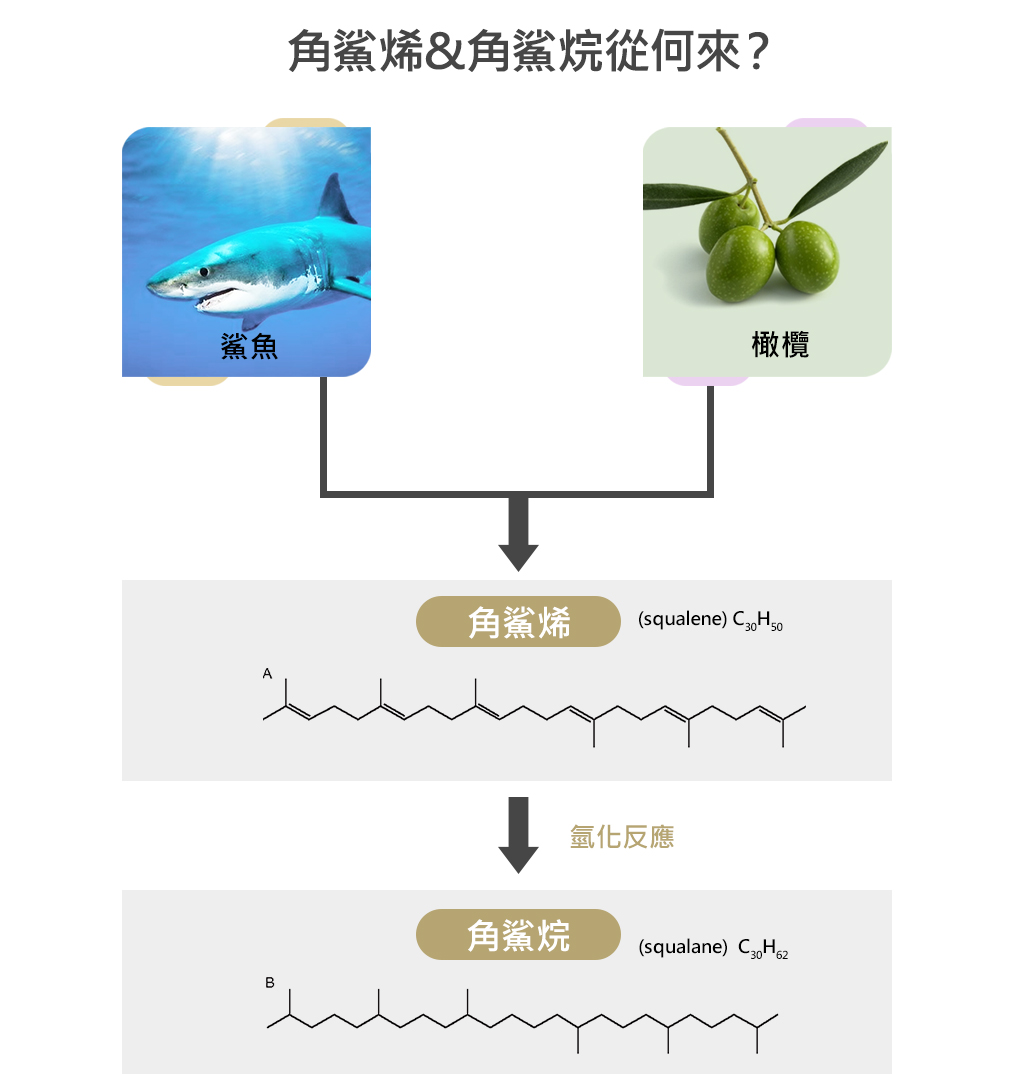 保養品界常見的角鯊烷 Squalane 和角鯊烯 Squalene 兩者有甚麼差別